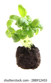 Small Basil Plant Isolated On The White Background