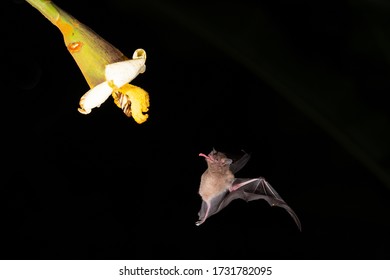 Small Bat Feeding Nectar From A Flower