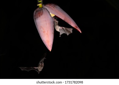 Small Bat Feeding Nectar From A Flower