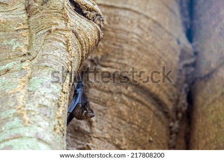 Similar – Image, Stock Photo Bat hanging from the ceiling