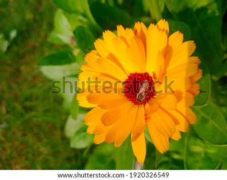 small be sit on pot merigold flower
