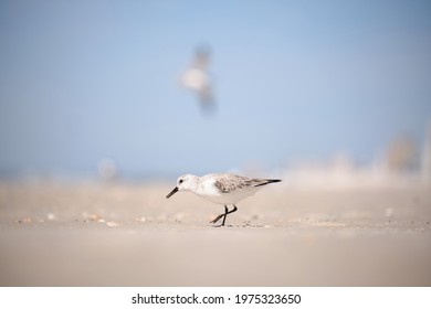 Small Beach Birds on the sand