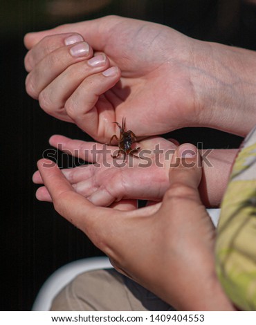 Similar – Bugs. Beetle Insect Hand