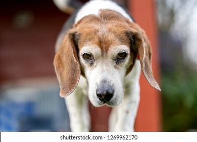 how old is the oldest beagle dog