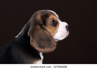 Small Beagle Puppy, Portrait In Profile