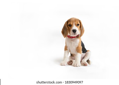 A small Beagle puppy sits on a white background