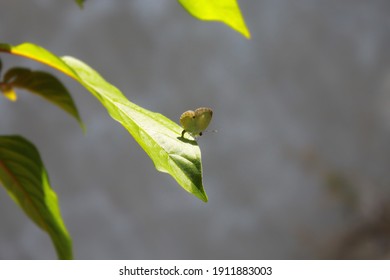 small beatiful butterfly on the leaf