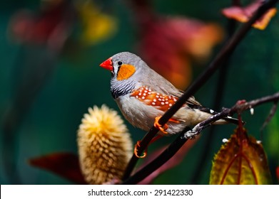 Beautiful Bird Images Stock Photos Vectors Shutterstock