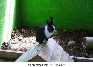 A Small, Beautiful, Black And White Rabbit Perches On The Roof Of A Wooden Play House Placed In Its Indoor Enclosure, Amongst Other Toys, As A Bright Ray Of Sun Beams Down Over The Bright Green Walls.