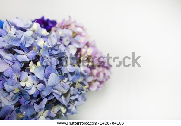 Small Beautiful Bouquet Hydrangea Flowers White Stock Photo Edit Now 1428784103