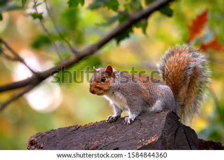 Small beautiful bush squirrel sits on oak tree branch. Close-up portrait of bright african bush squirrel near the Winery, South Africa. Wild animal in natural habitat concept. Vivid horizontal image