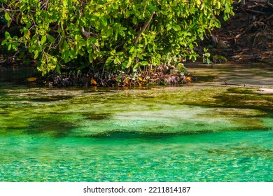 Small Beautiful Cenote Cave With River And Turquoise Blue Water At Punta Esmeralda Beach In Playa Del Carmen Quintana Roo Mexico.