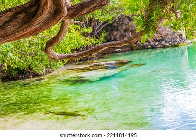 Small Beautiful Cenote Cave With River And Turquoise Blue Water At Punta Esmeralda Beach In Playa Del Carmen Quintana Roo Mexico.