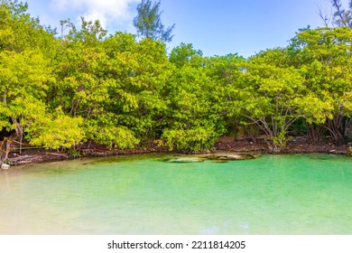 Small Beautiful Cenote Cave With River And Turquoise Blue Water At Punta Esmeralda Beach In Playa Del Carmen Quintana Roo Mexico.