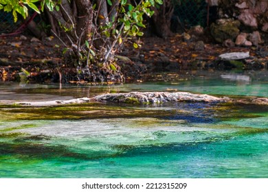 Small Beautiful Cenote Cave With River And Turquoise Blue Water At Punta Esmeralda Beach In Playa Del Carmen Quintana Roo Mexico.