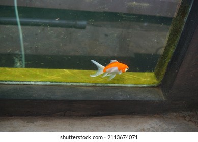 Goldfish housewife