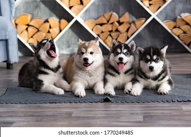 kleine schöne Hunde Husky Welpen im Fotostudio