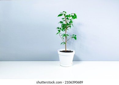 Small Beautiful Houseplant Dwarf Ficus Benjamin Or Weeping Fig Tree In An White Small Flowerpot On White-gray Background. Concept Of Care And Cultivation Of Indoor Home Plants. Copy Space.