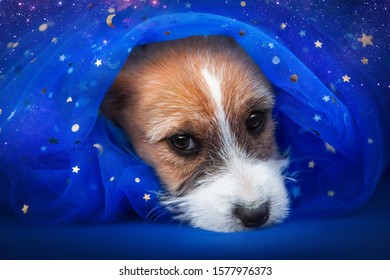 small beautiful puppy Jack Russell Terrier dog on blue fabric with rhinestone stars - Shutterstock ID 1577976373