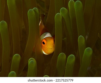 a small beautiful shy clown fish from philppine