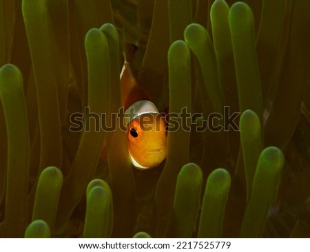 a small beautiful shy clown fish from philppine