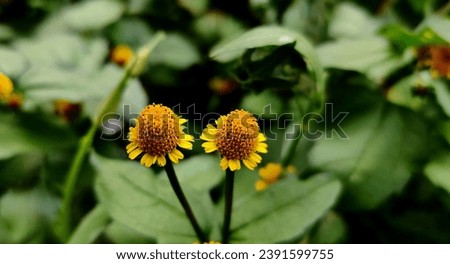 Small beautiful yellow flowers .twin flowers