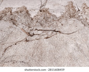 Small bee digs into sandy earth with focused effort. Dust swirls around its tiny, industrious body. It works tirelessly in its natural, rugged habitat. Ideal for themes of persistence. 