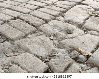Small bee digs into sandy earth with focused effort. Dust swirls around its tiny, industrious body. It works tirelessly in its natural, rugged habitat. Ideal for themes of persistence. 