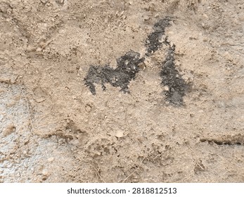 Small bee digs into sandy earth with focused effort. Dust swirls around its tiny, industrious body. It works tirelessly in its natural, rugged habitat. Ideal for themes of persistence. 