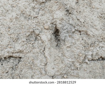 Small bee digs into sandy earth with focused effort. Dust swirls around its tiny, industrious body. It works tirelessly in its natural, rugged habitat. Ideal for themes of persistence. 