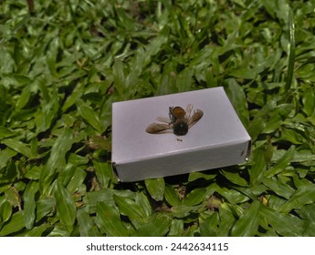A small bee on the grass