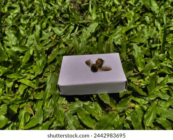 A small bee on the grass