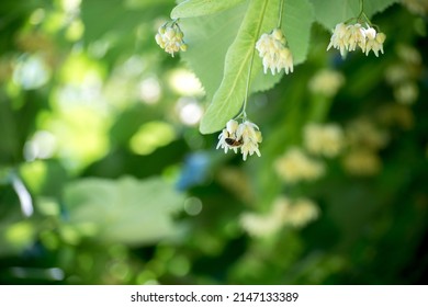 Small Bee On A Linden Tree