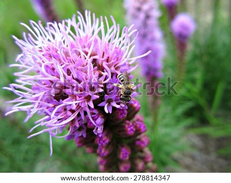Small Bee on Spiked Blazing Star (Liatris spicata)