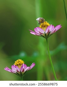 A small bee perched on a kenikir flower. 