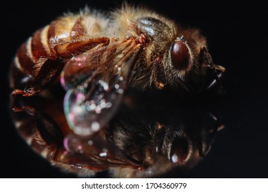 Small bee and reflection on black background