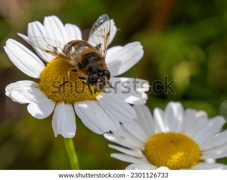 small bee-like fly sits on a white daisy flower on a summer day. Insect on a flower close-up. Hover flies, also called flower flies or syrphid flies, make up the insect family Syrphidae.