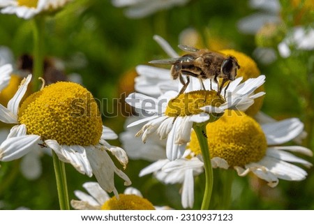 small bee-like fly sits on a white daisy flower on a summer day. Insect on a flower close-up. Hover flies, also called flower flies or syrphid flies. Syrphidae perched on white daisy in close up