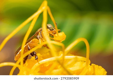 Small bees from Brazil, tiny bees performing their role as pollinators of flowers in a garden in Brazil, macro photo, selective focus.