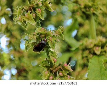 Small Beetle Chilling On A Common Sorrel