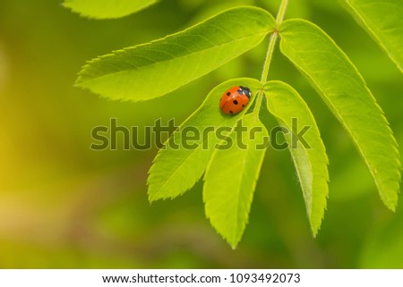 a small beetle crawling on a flower, a ladybug in the grass