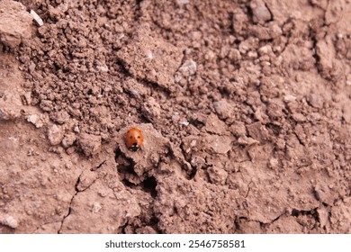 Small beetle on desert soil, showcasing the resilience of life in an arid environment. - Powered by Shutterstock