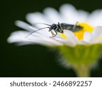 Small beetle on a goose emble.