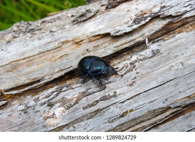 Small beetle walking on a dead tree log