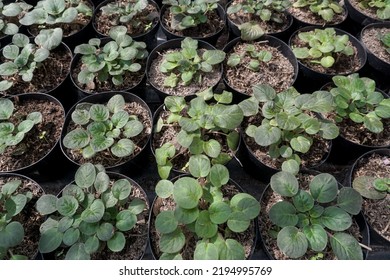 
Small Begonia Seeds Found In Ornamental Plant Gardens