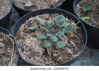 
Small Begonia Seeds Found In Ornamental Plant Gardens