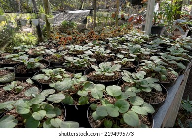 
Small Begonia Seeds Found In Ornamental Plant Gardens