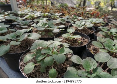 
Small Begonia Seeds Found In Ornamental Plant Gardens