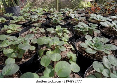 
Small Begonia Seeds Found In Ornamental Plant Gardens