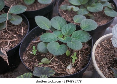 
Small Begonia Seeds Found In Ornamental Plant Gardens